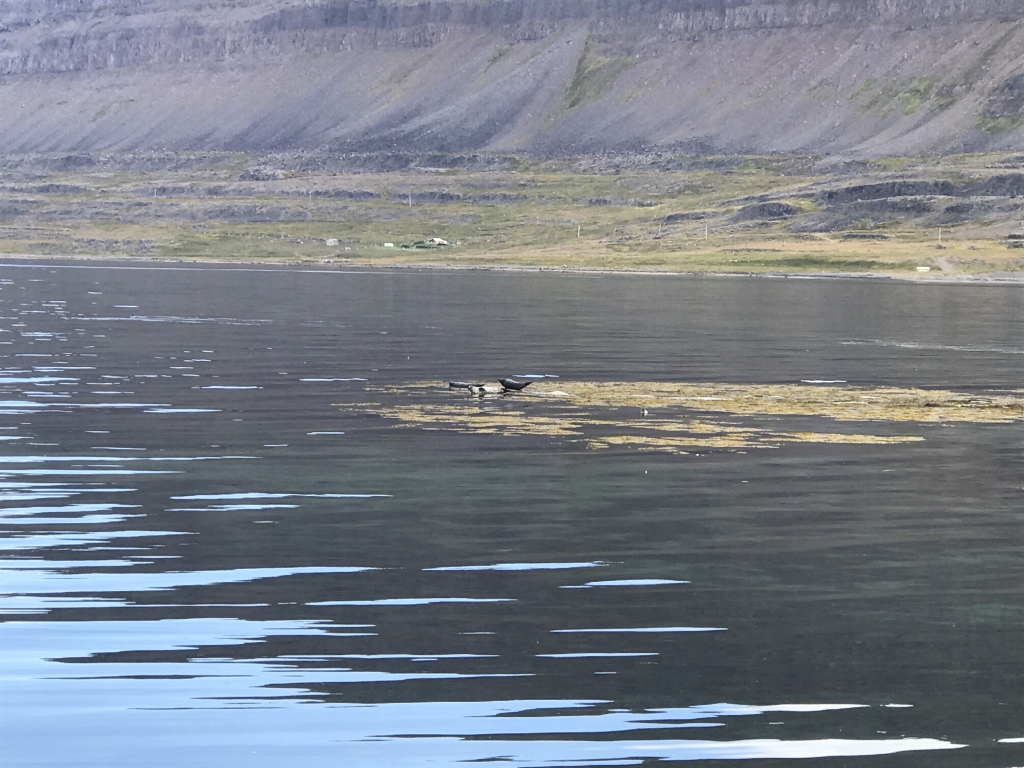 2017-08-29-Iceland-065-near-Djupvegur-seals.JPG