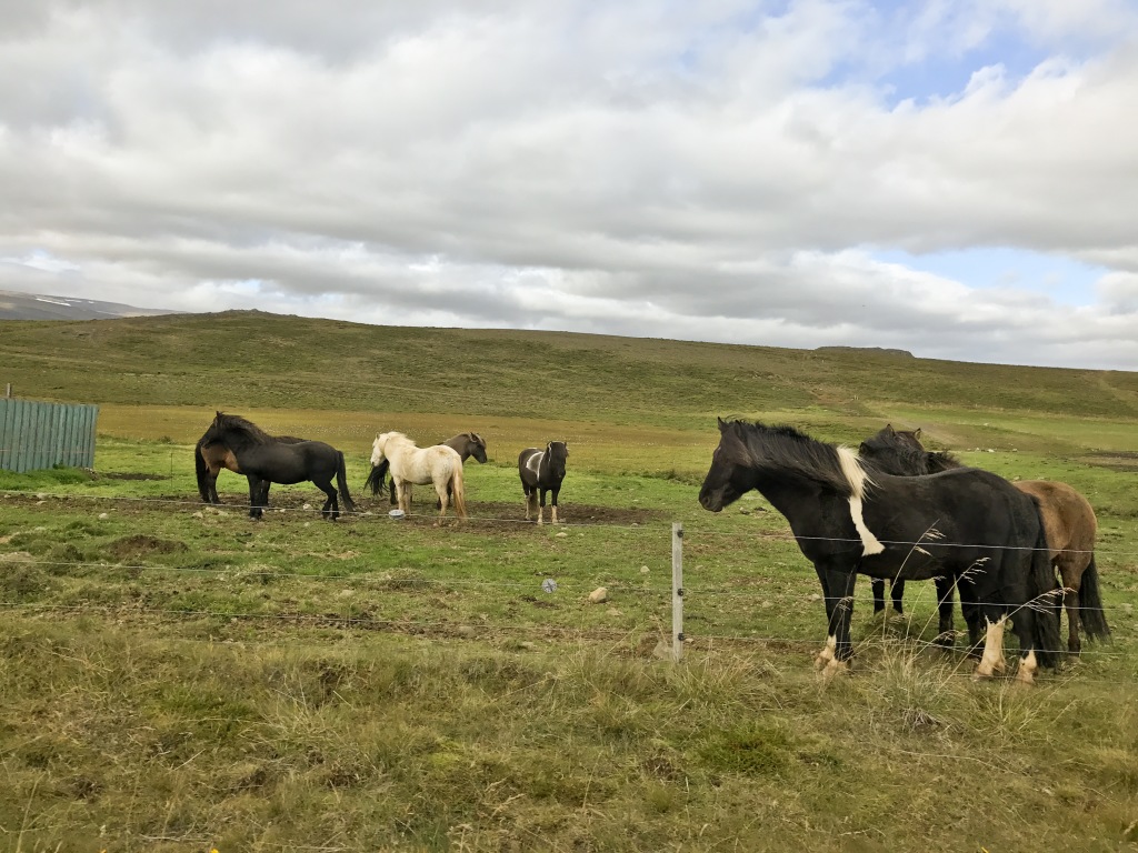 2017-08-30-Iceland-038-horses.jpg