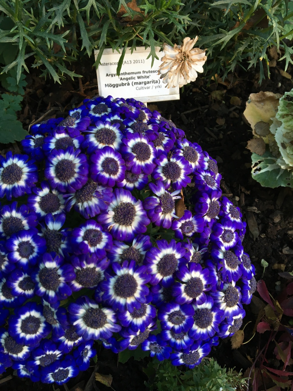 2017-08-30-Iceland-091-Akureyri-botanic-garden.JPG