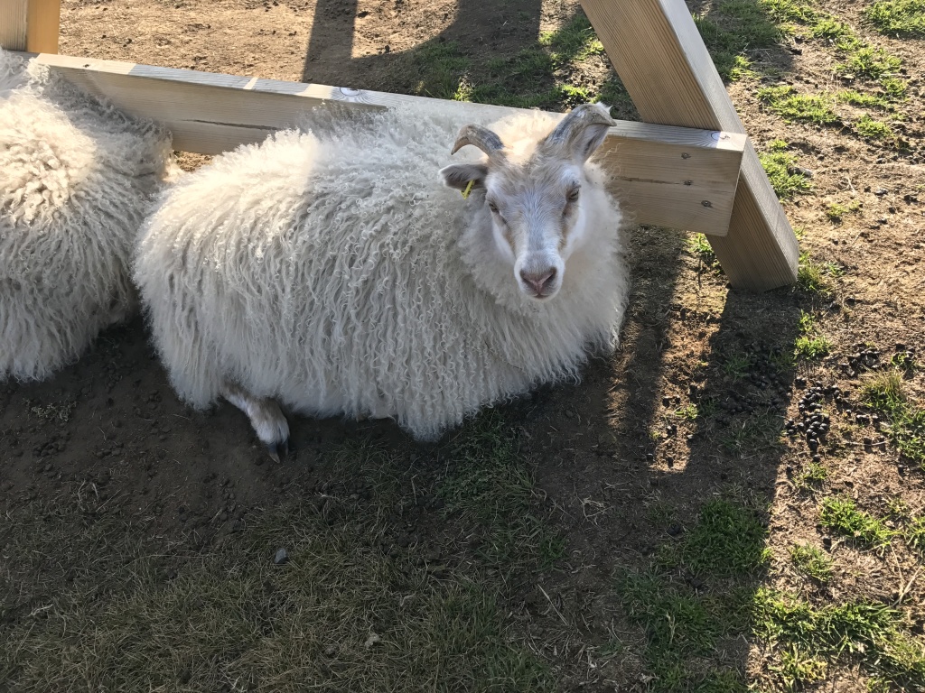 2017/08(August)/Iceland/4Star/1024x768_2017-08-31-Iceland-159-Saenautasel-Hobbit-Home-sheep.JPG