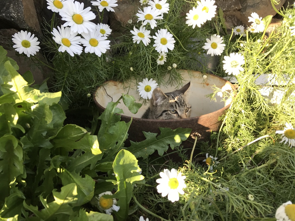 2017/08(August)/Iceland/4Star/1024x768_2017-08-31-Iceland-168-Saenautasel-Hobbit-Home-kitty.JPG