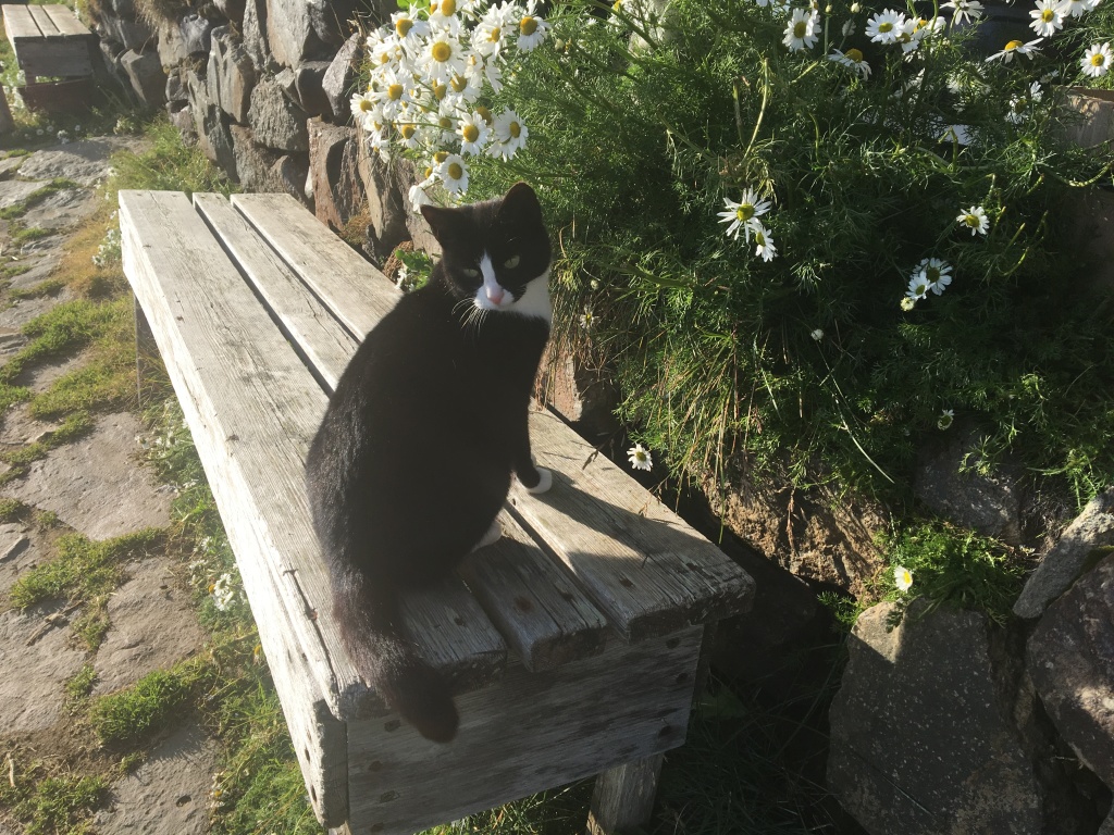 2017/08(August)/Iceland/4Star/1024x768_2017-08-31-Iceland-171-Saenautasel-Hobbit-Home-kitty.JPG