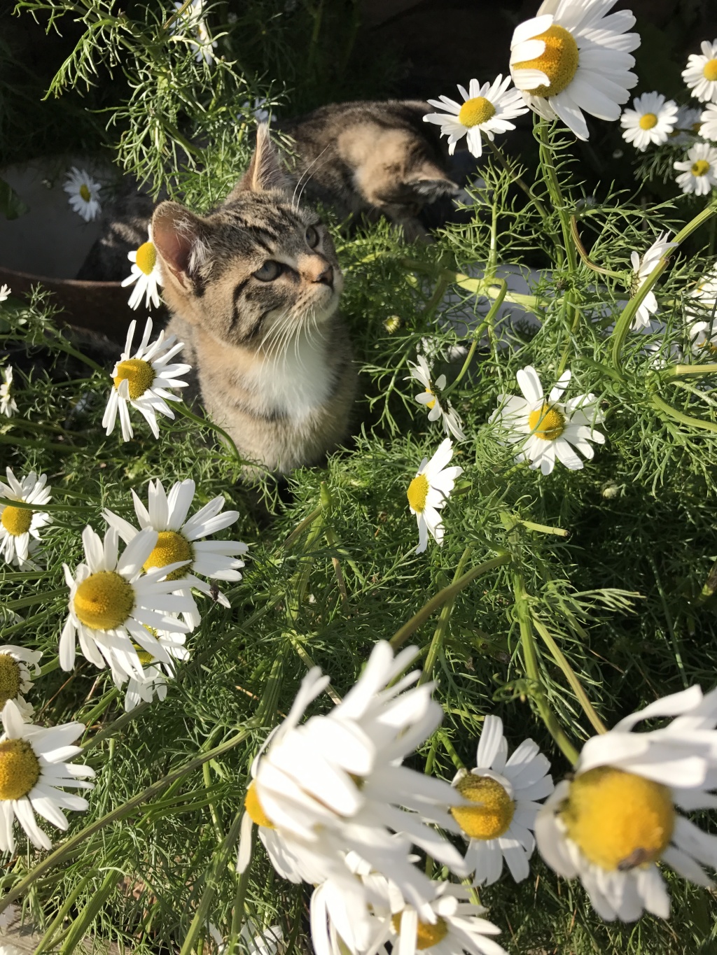 2017/08(August)/Iceland/4Star/1024x768_2017-08-31-Iceland-175-Saenautasel-Hobbit-Home-kitty.JPG