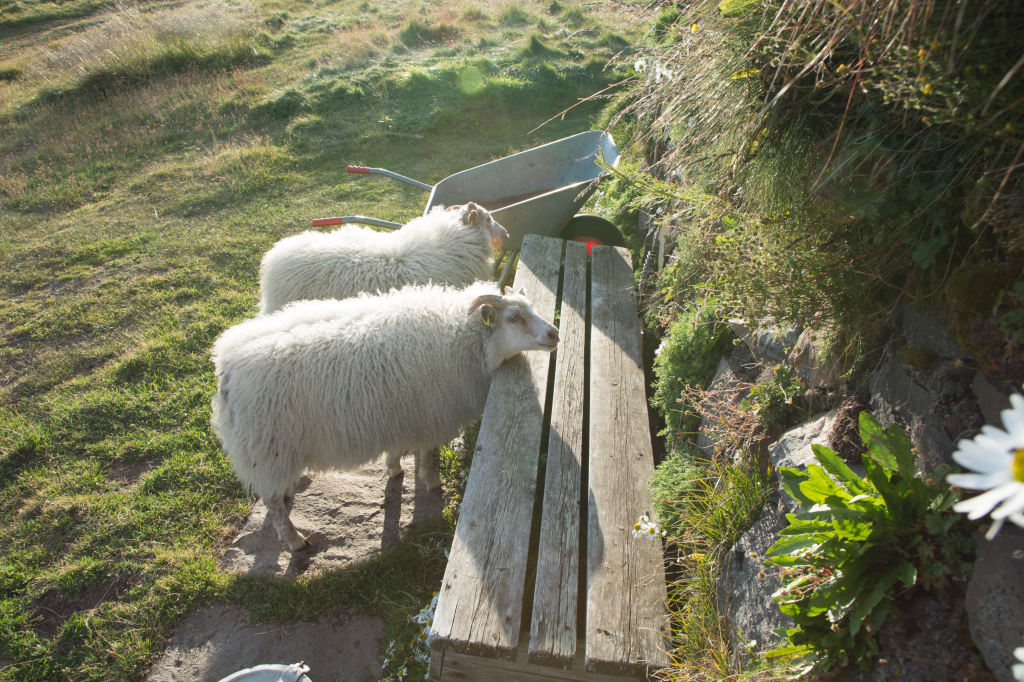 2017-08-31-Iceland-198-Saenautasel-Hobbit-Home-sheep.jpg