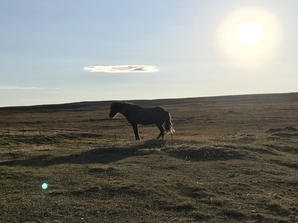 2017-08-31-Iceland-213-Saenautasel-Hobbit-Home-horse.JPG