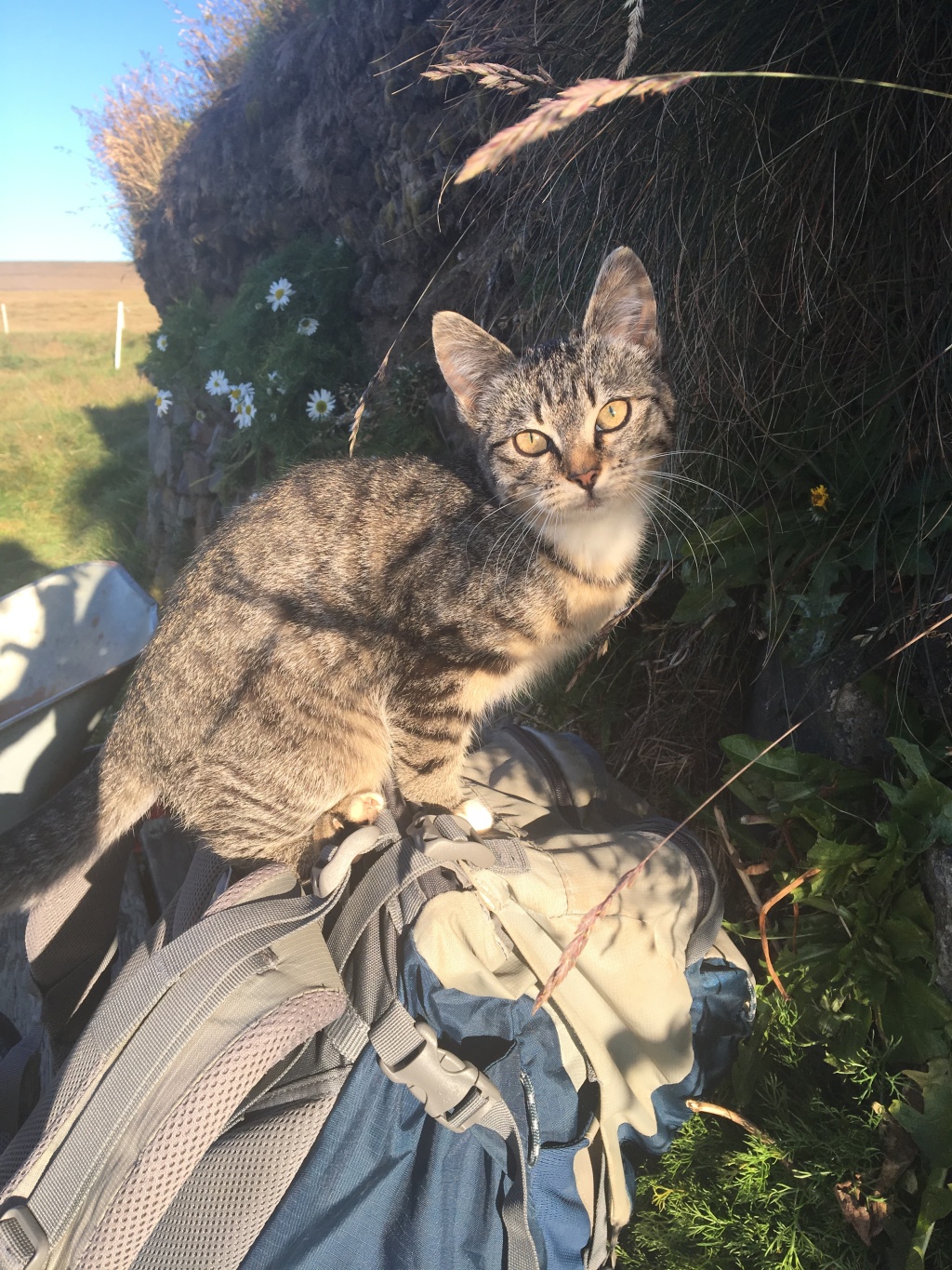 2017/08(August)/Iceland/4Star/1024x768_2017-09-01-Iceland-002-Saenautasel-Hobbit-Home-kitty.JPG