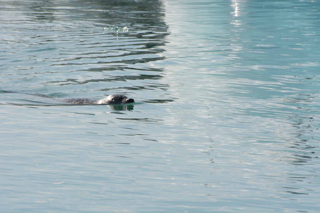 2017-09-01-Iceland-061-Jokulsarlon-Glacier-Lagoon-seal.jpg