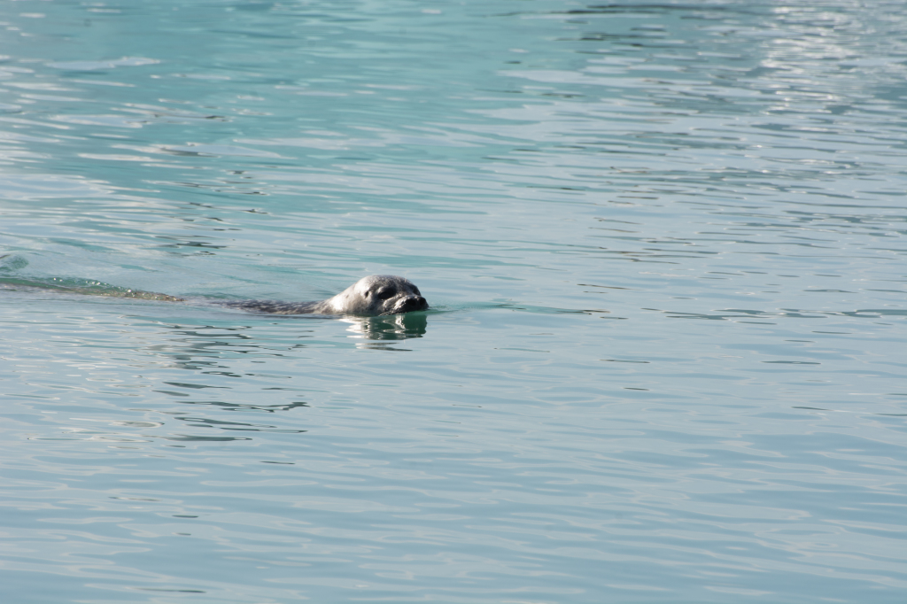 2017-09-01-Iceland-062-Jokulsarlon-Glacier-Lagoon-seal.jpg
