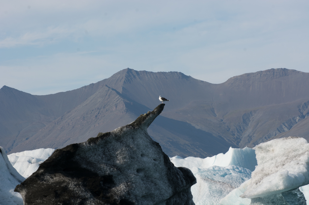 2017-09-01-Iceland-146-Jokulsarlon-Glacier-Lagoon.jpg