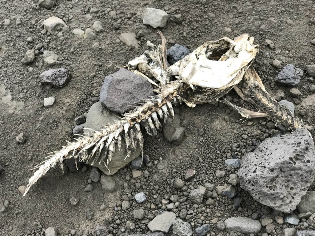 2017/08(August)/Iceland/4Star/1024x768_2017-09-02-Iceland-79-Vestmannaeyjar-small-volcanic-island-dead-fish.JPG