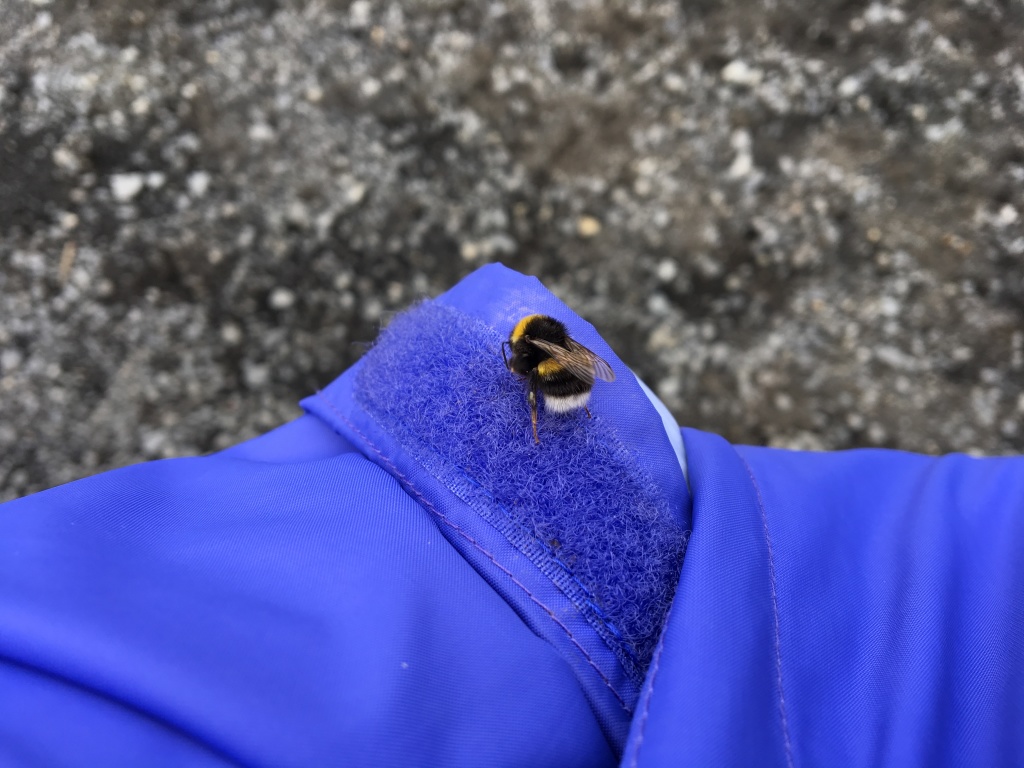 2017/08(August)/Iceland/4Star/1024x768_2017-09-03-Iceland-051-Urrioafoss-bee.JPG
