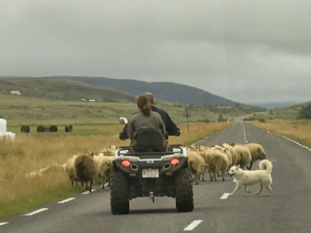2017-09-03-Iceland-176-sheep-herding.jpg