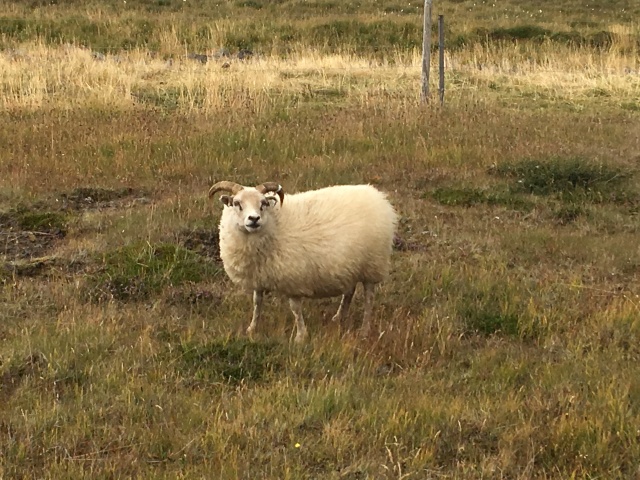 2017/08(August)/Iceland/4Star/640x480_2017-08-26-Iceland-29-sheep.JPG