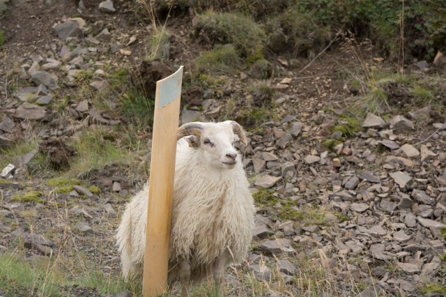 2017-08-28-Iceland-038-photogenic-sheep.jpg