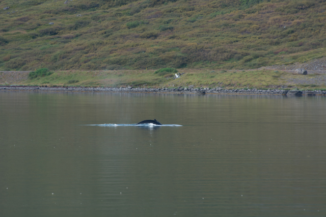 2017-08-29-Iceland-058-near-Djupvegur-whale-watching.jpg