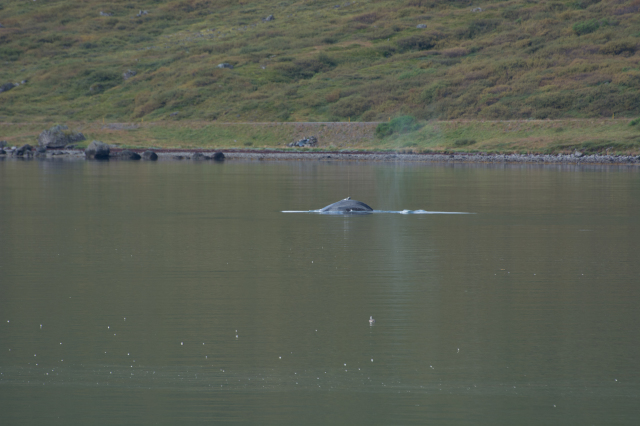 2017-08-29-Iceland-060-near-Djupvegur-whale-watching.jpg