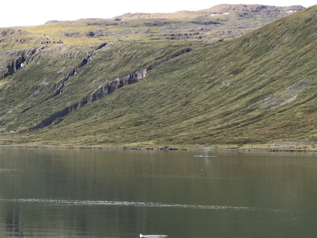 2017-08-29-Iceland-061-near-Djupvegur-whale-watching.JPG