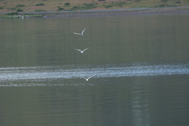 2017-08-29-Iceland-062-near-Djupvegur-whale-watching-3-seagulls.jpg