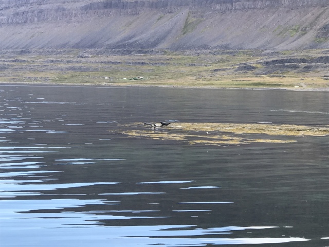 2017-08-29-Iceland-065-near-Djupvegur-seals.JPG