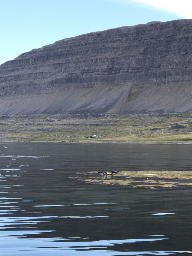 2017-08-29-Iceland-066-near-Djupvegur-seals.JPG