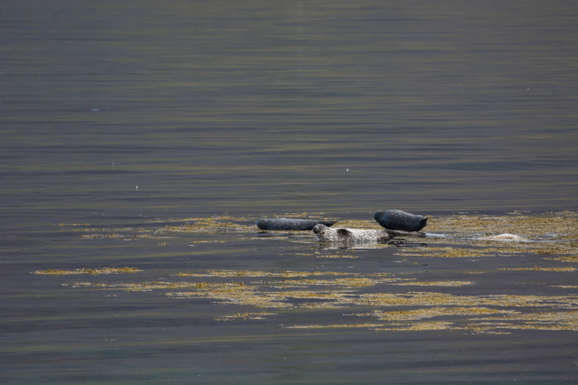 2017-08-29-Iceland-067-near-Djupvegur-seals.jpg