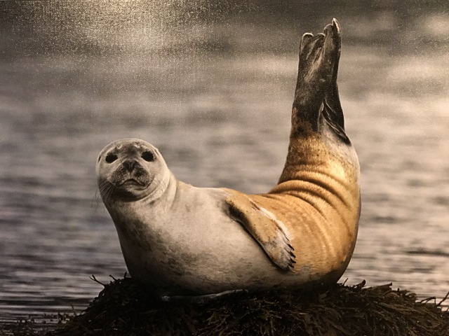 2017-08-29-Iceland-122-Hvammstangi-Seal-Center.JPG