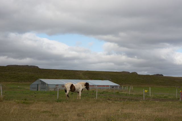 2017-08-30-Iceland-037-horse.jpg