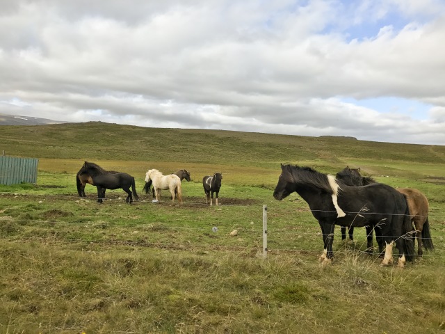 2017-08-30-Iceland-038-horses.jpg