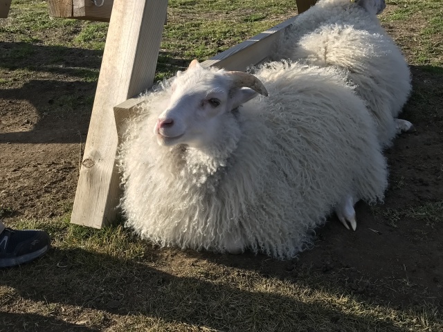 2017-08-31-Iceland-161-Saenautasel-Hobbit-Home-sheep.JPG