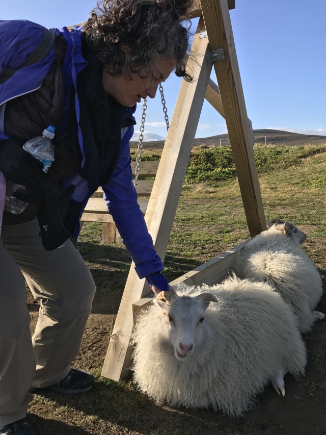 2017/08(August)/Iceland/4Star/640x480_2017-08-31-Iceland-162-Saenautasel-Hobbit-Home-Suzi-sheep.JPG