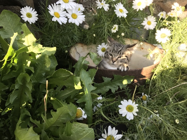 2017/08(August)/Iceland/4Star/640x480_2017-08-31-Iceland-169-Saenautasel-Hobbit-Home-kitty.JPG