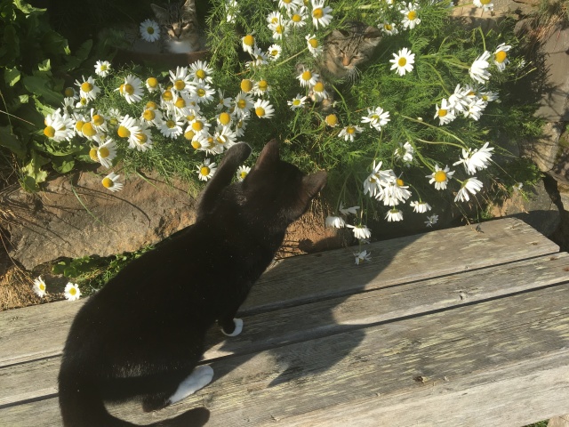 2017/08(August)/Iceland/4Star/640x480_2017-08-31-Iceland-172-Saenautasel-Hobbit-Home-kitty.JPG
