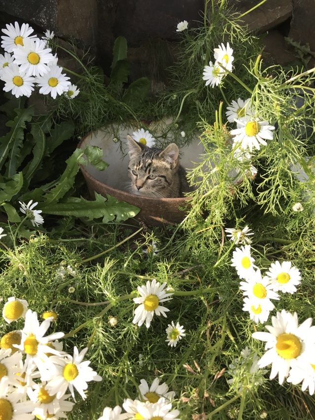 2017/08(August)/Iceland/4Star/640x480_2017-08-31-Iceland-174-Saenautasel-Hobbit-Home-kitty.JPG