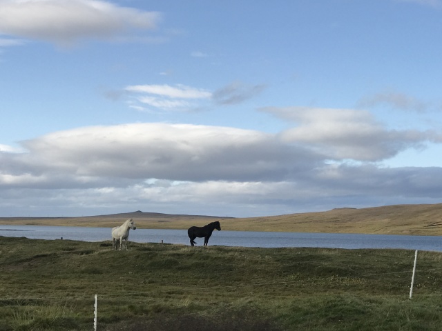 2017/08(August)/Iceland/4Star/640x480_2017-08-31-Iceland-182-Saenautasel-Hobbit-Home-horses.JPG