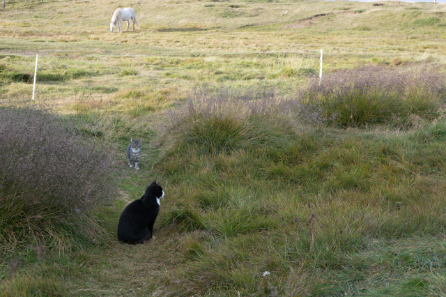 2017-08-31-Iceland-184-Saenautasel-Hobbit-Home-cats-horse.jpg