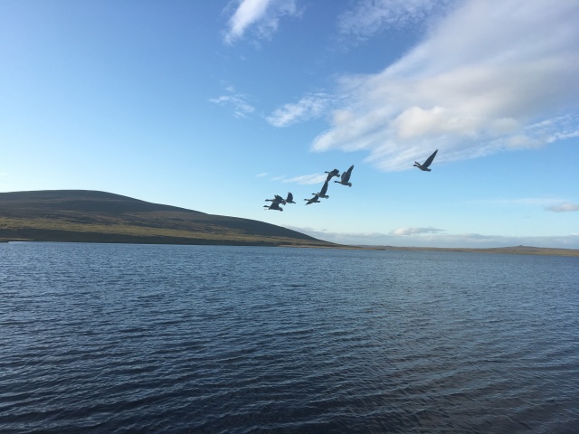 2017-08-31-Iceland-208-Saenautasel-Hobbit-Home-geese.JPG