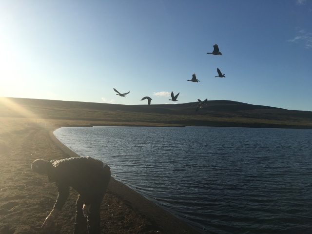 2017/08(August)/Iceland/4Star/640x480_2017-08-31-Iceland-210-Saenautasel-Hobbit-Home-Travis-geese.JPG