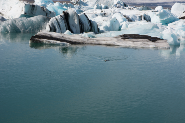 2017-09-01-Iceland-051-Jokulsarlon-Glacier-Lagoon-seal.jpg