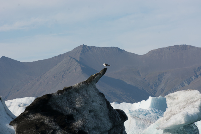 2017-09-01-Iceland-146-Jokulsarlon-Glacier-Lagoon.jpg