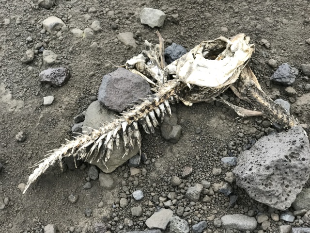 2017-09-02-Iceland-79-Vestmannaeyjar-small-volcanic-island-dead-fish.JPG