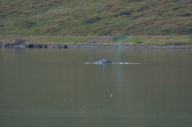2017-08-29-Iceland-060-near-Djupvegur-whale-watching.jpg