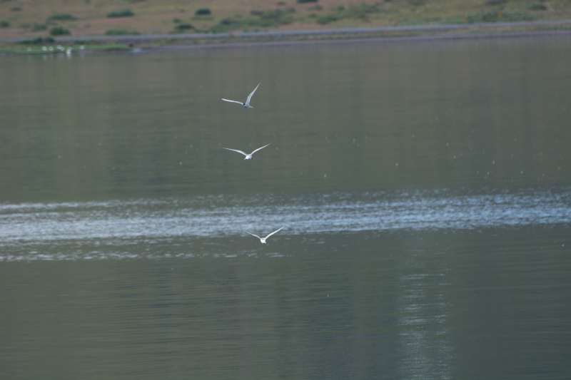 2017-08-29-Iceland-062-near-Djupvegur-whale-watching-3-seagulls.jpg