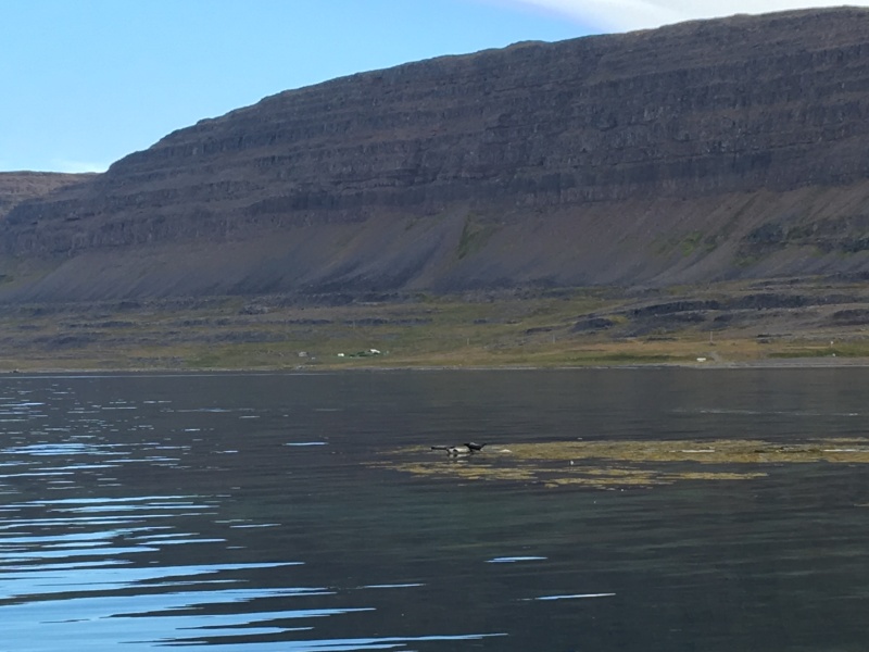 2017-08-29-Iceland-064-near-Djupvegur-seals.JPG