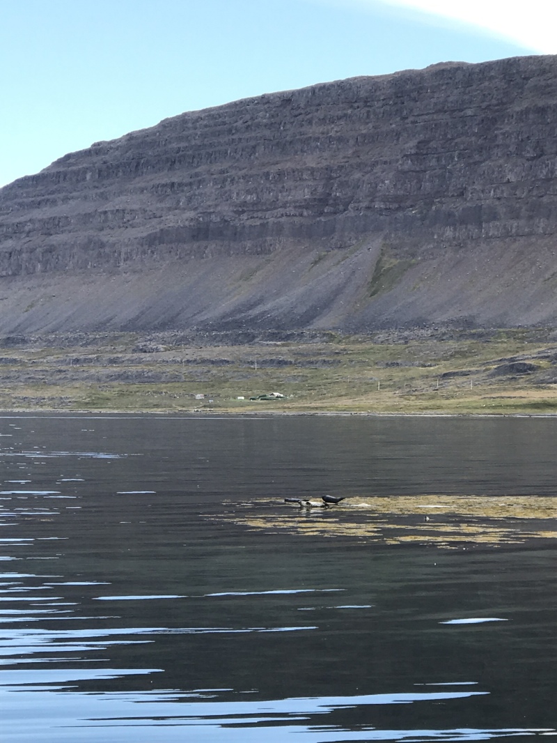 2017-08-29-Iceland-066-near-Djupvegur-seals.JPG