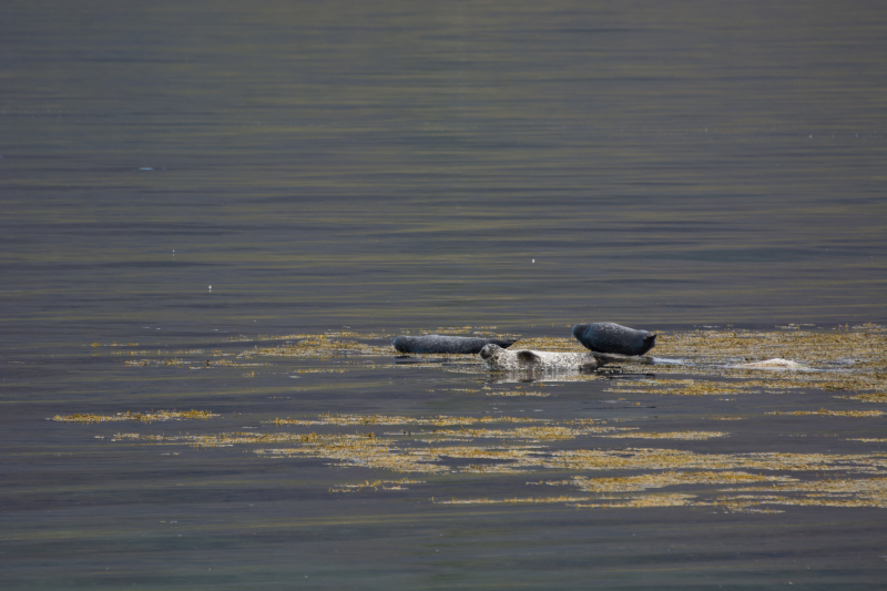 2017-08-29-Iceland-067-near-Djupvegur-seals.jpg
