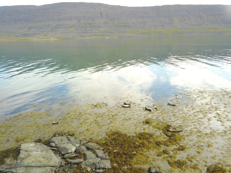 2017-08-29-Iceland-071-near-Djupvegur-seals-drone.JPG