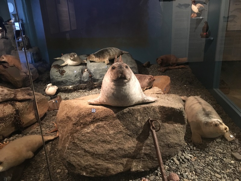 2017-08-29-Iceland-118-Hvammstangi-Seal-Center.JPG