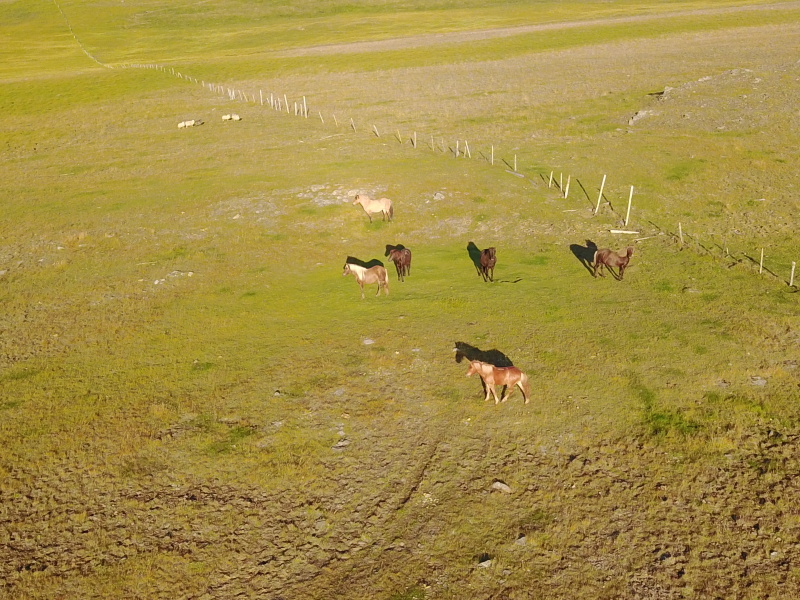 2017-08-29-Iceland-136-Hvammstangi-drone-horses.JPG