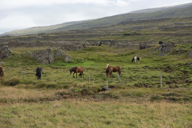 2017-08-30-Iceland-003-horses.jpg
