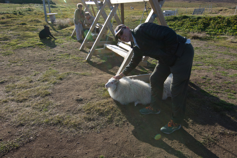 2017-08-31-Iceland-158-Saenautasel-Hobbit-Home-Travis-sheep.jpg